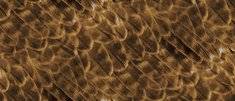 feather_brown_235[1].jpg
