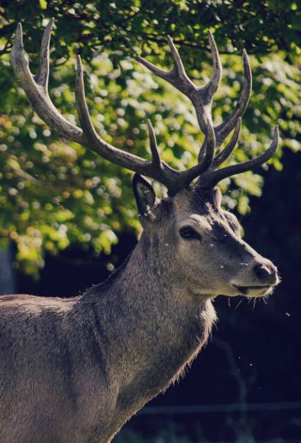 stag.jpg