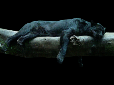 Black-Jaguar-psd44406.png