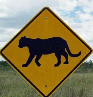 BeFunky_panther_crossing_by_kasukaseishin-d4wf25r.jpg
