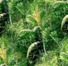 junglebackground.jpg