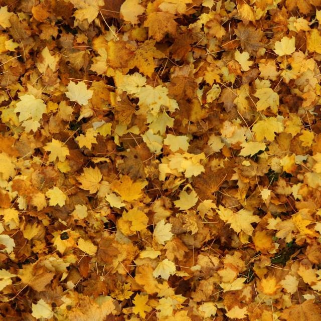 fzm-autumn.leaves.texture-01[900x900].jpg