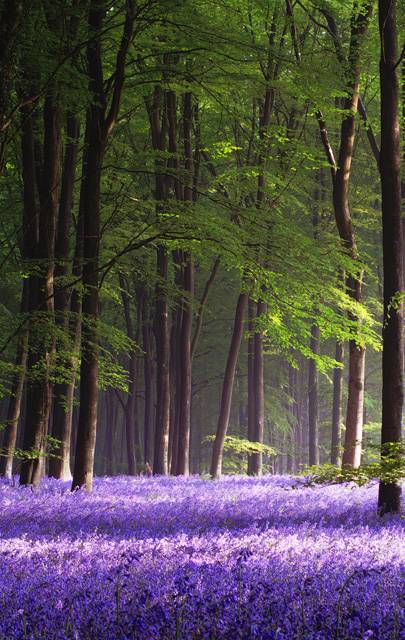bluebellforest3.jpg