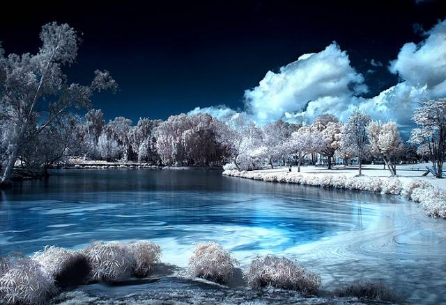 blueforest.jpg