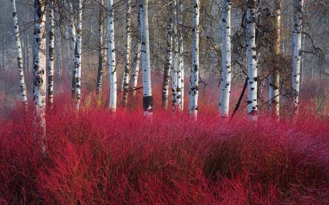 fireforest.jpg