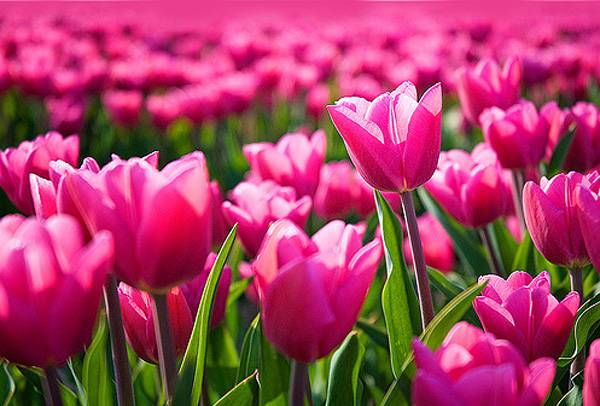 tulip-fields.jpg