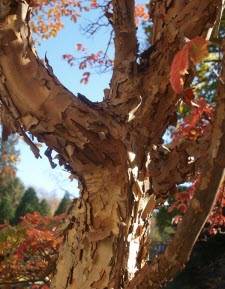 Paper-bark-maple-4cdef2a7e4cce.jpg
