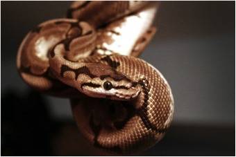 tra snake.jpg