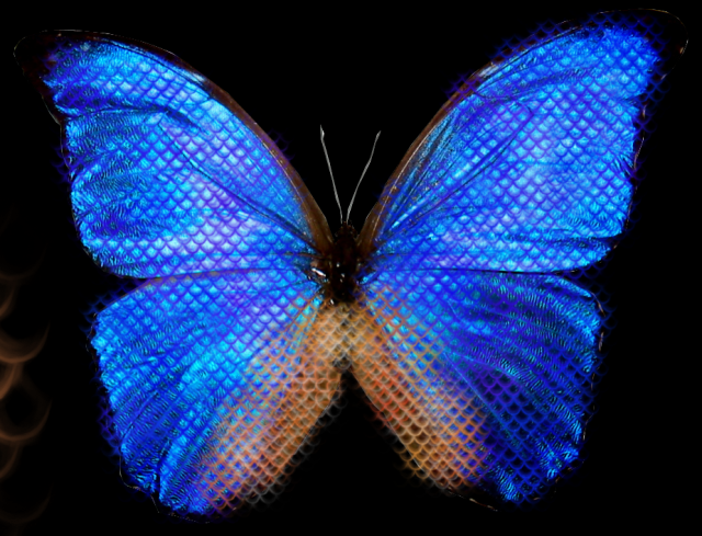 Blue_Butterflmizy.png