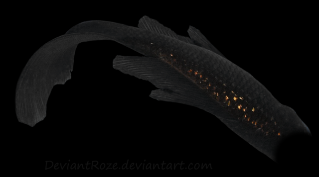 mermaid_tail_07__black_koi__by_deviantroze-d59cxke.png