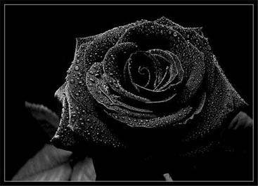 BlackFlower001.jpg