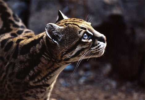 ahriaocelot2.png