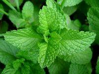 BeFunky_benefits-of-peppermint.jpg