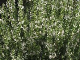 BeFunky_wintersavory.jpg