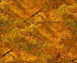 autumn-foliage-gold.jpg