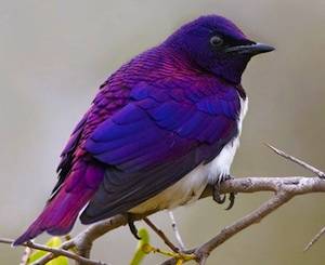 murabird3.jpg