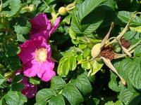 rose-hips.jpg
