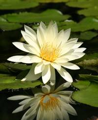 bluevein-lily.jpg