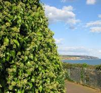 cliff-ivy.jpg