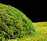 fallshrub.jpg