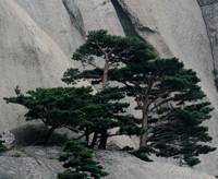 crag-firs.jpg