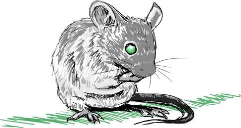 small mouse.jpg