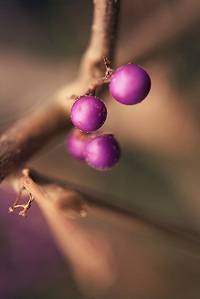 berries_by_kokopa-d4gkmty.jpg