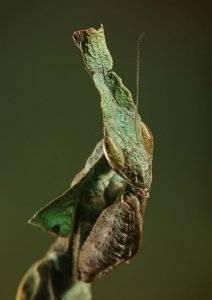bark mantis.jpg