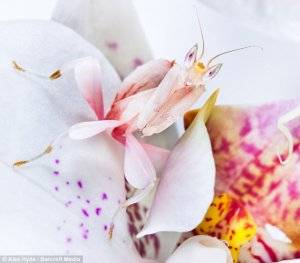 orcid mantis.jpg