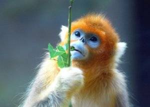 magic monkey.jpg