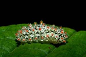 jewel caterpillar.jpg