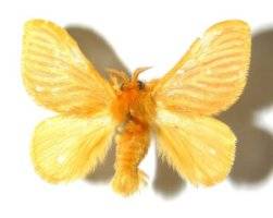 Golden moth.jpg