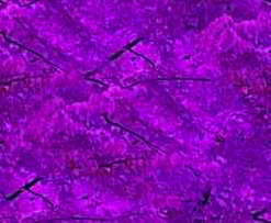 purple.png