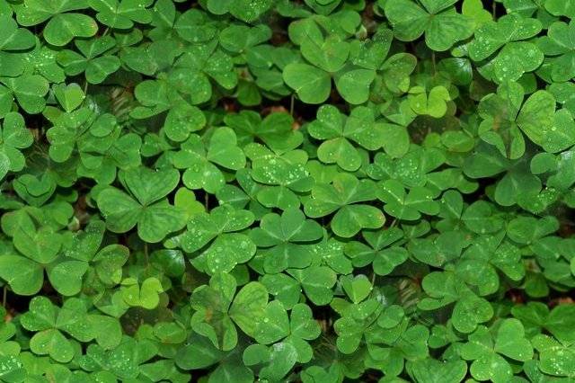 seamless_shamrocks.jpg
