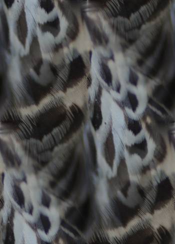 feather-pattern-350.jpg
