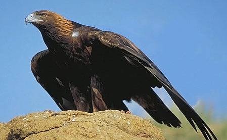 golden-eagle-450.jpg