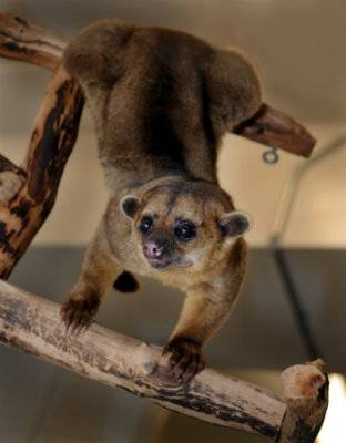 kinkajou_JFB2128.jpg