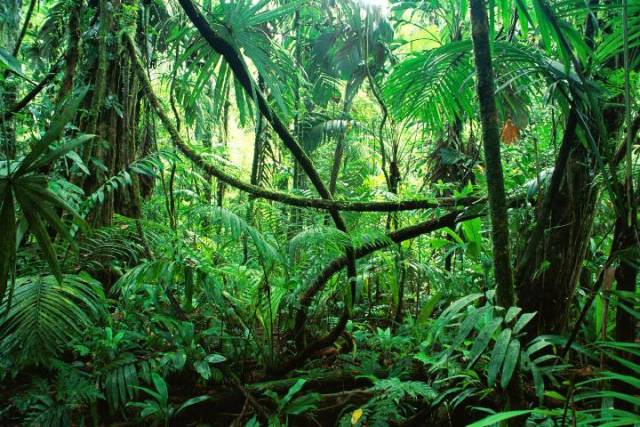TalobanJungle.jpg