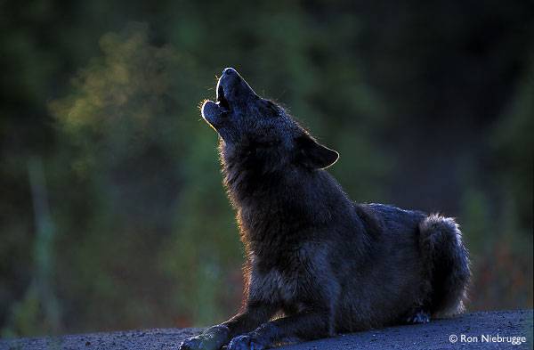 black wolf.jpg