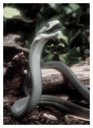 black-mamba.jpg