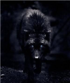 BlackWolf.jpg