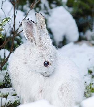 Snowball1.jpg