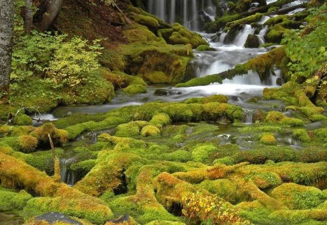 Big Spring Creek tumbling through moss-Horz.jpg
