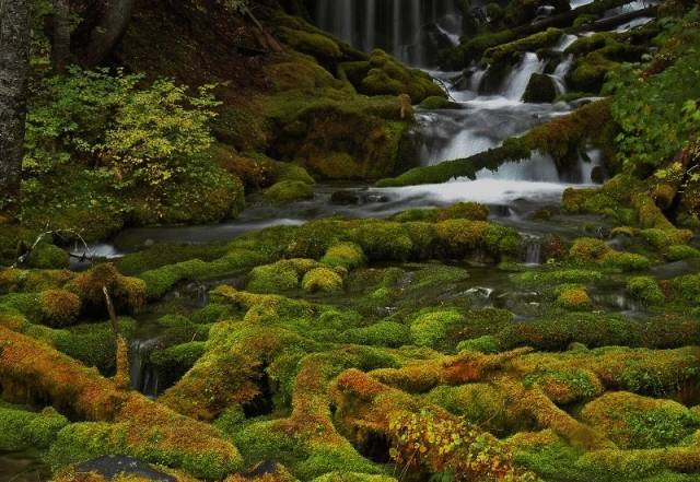 Big Spring Creek tumbling through moss-Horz.jpg