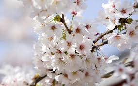 winter blossoms_1.jpg