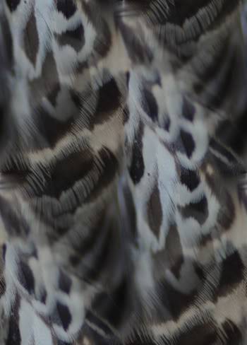 feather-pattern-350.jpg