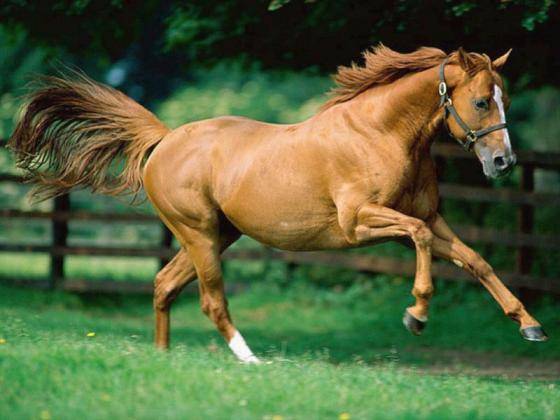 chestnut horse.jpg