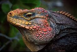 Iguana Sulphor.jpg