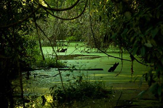 Green-Swamp2.jpg