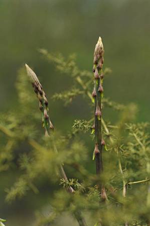 fresh-wild-asparagus-big.jpg